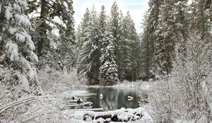 Preview wallpaper forest, river, winter, snow, landscape