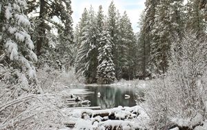 Preview wallpaper forest, river, winter, snow, landscape