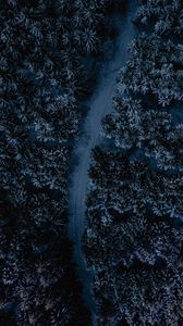 Preview wallpaper forest, road, aerial view, tops, winding