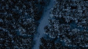 Preview wallpaper forest, road, aerial view, tops, winding