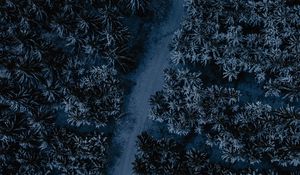 Preview wallpaper forest, road, aerial view, tops, winding