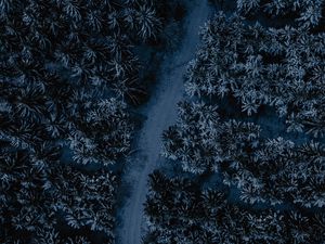 Preview wallpaper forest, road, aerial view, tops, winding