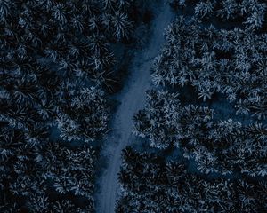 Preview wallpaper forest, road, aerial view, tops, winding