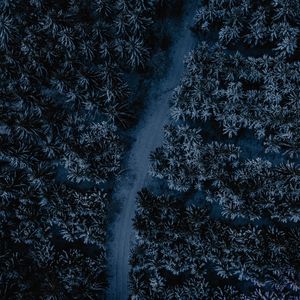 Preview wallpaper forest, road, aerial view, tops, winding