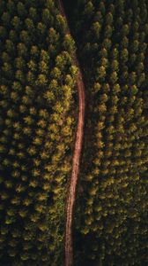 Preview wallpaper forest, road, aerial view, trees, tops