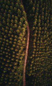 Preview wallpaper forest, road, aerial view, trees, tops