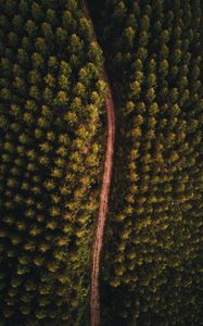 Preview wallpaper forest, road, aerial view, trees, tops