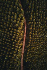 Preview wallpaper forest, road, aerial view, trees, tops