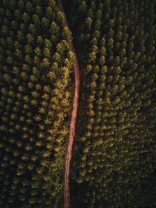 Preview wallpaper forest, road, aerial view, trees, tops