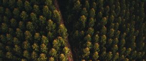 Preview wallpaper forest, road, aerial view, trees, tops