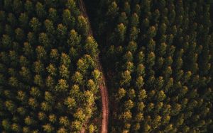 Preview wallpaper forest, road, aerial view, trees, tops