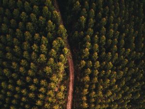 Preview wallpaper forest, road, aerial view, trees, tops