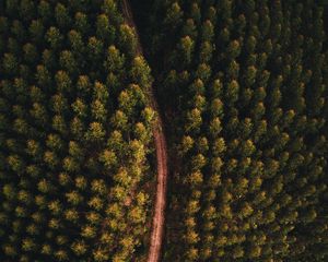 Preview wallpaper forest, road, aerial view, trees, tops