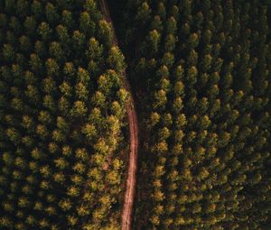 Preview wallpaper forest, road, aerial view, trees, tops