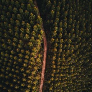 Preview wallpaper forest, road, aerial view, trees, tops