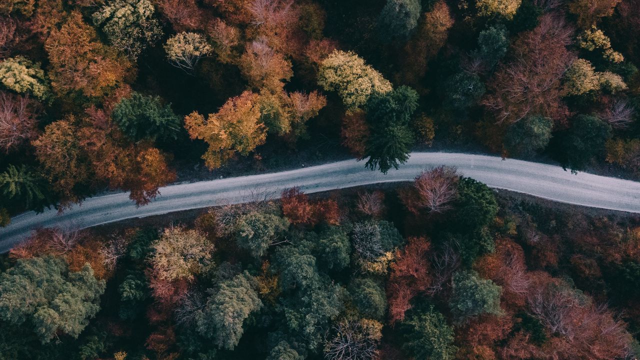 Wallpaper forest, road, aerial view, trees, treetops