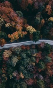 Preview wallpaper forest, road, aerial view, trees, treetops