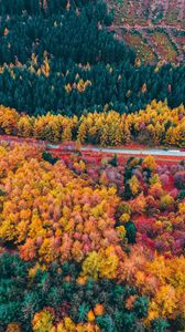 Preview wallpaper forest, road, aerial view, trees, autumn
