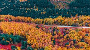 Preview wallpaper forest, road, aerial view, trees, autumn