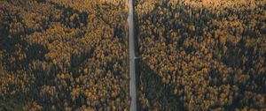 Preview wallpaper forest, road, aerial view, overview, height