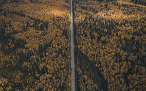 Preview wallpaper forest, road, aerial view, overview, height