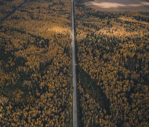 Preview wallpaper forest, road, aerial view, overview, height