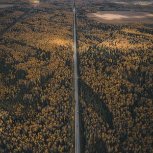 Preview wallpaper forest, road, aerial view, overview, height