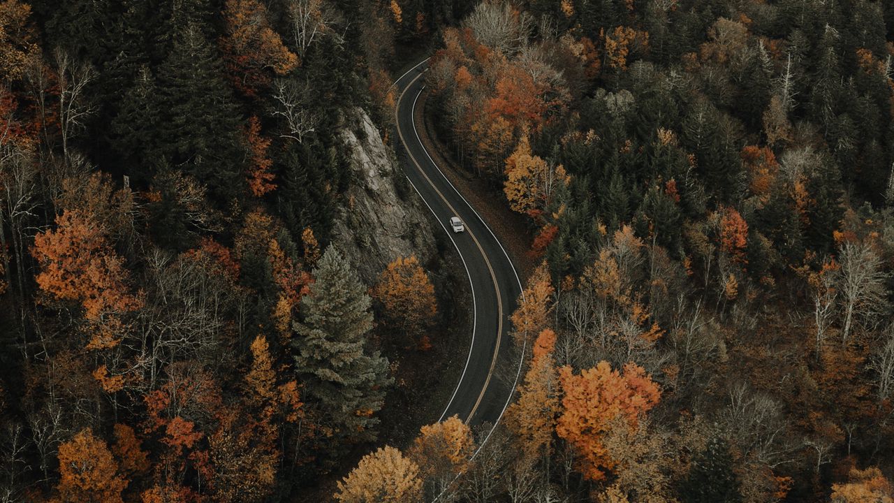 Wallpaper forest, road, aerial view, overview, height