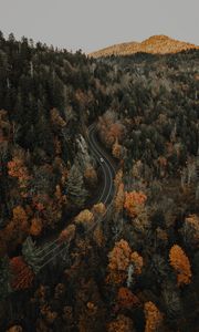 Preview wallpaper forest, road, aerial view, overview, height