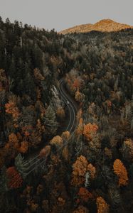 Preview wallpaper forest, road, aerial view, overview, height