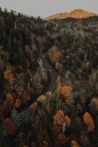 Preview wallpaper forest, road, aerial view, overview, height