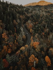 Preview wallpaper forest, road, aerial view, overview, height
