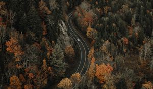 Preview wallpaper forest, road, aerial view, overview, height