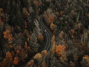 Preview wallpaper forest, road, aerial view, overview, height