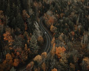 Preview wallpaper forest, road, aerial view, overview, height
