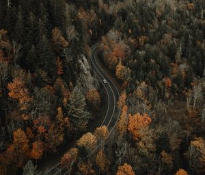 Preview wallpaper forest, road, aerial view, overview, height