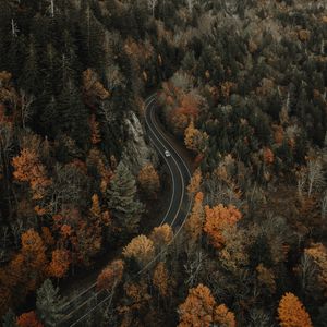 Preview wallpaper forest, road, aerial view, overview, height