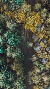 Preview wallpaper forest, road, aerial view, trees, overview