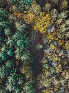 Preview wallpaper forest, road, aerial view, trees, overview