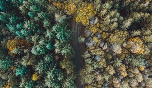 Preview wallpaper forest, road, aerial view, trees, overview