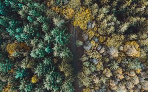 Preview wallpaper forest, road, aerial view, trees, overview