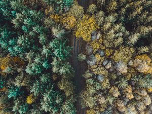 Preview wallpaper forest, road, aerial view, trees, overview