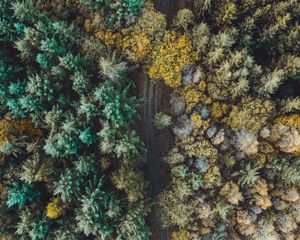 Preview wallpaper forest, road, aerial view, trees, overview