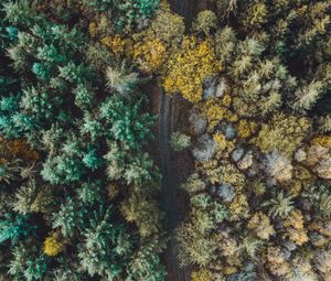 Preview wallpaper forest, road, aerial view, trees, overview