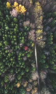 Preview wallpaper forest, road, aerial view, trees, treetops