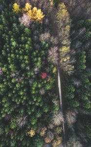 Preview wallpaper forest, road, aerial view, trees, treetops