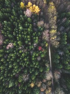 Preview wallpaper forest, road, aerial view, trees, treetops