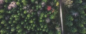 Preview wallpaper forest, road, aerial view, trees, treetops