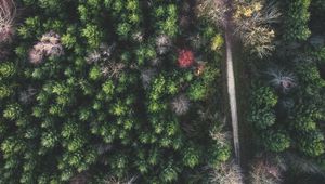 Preview wallpaper forest, road, aerial view, trees, treetops