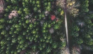 Preview wallpaper forest, road, aerial view, trees, treetops